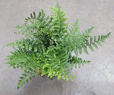 6" Fern Austral Gem  